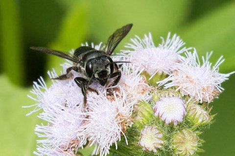 Leafcutter Bee (Megachile pictiventris) (Megachile pictiventris)